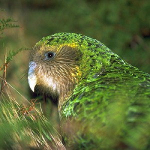 kakapo.jpg