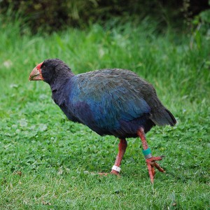 takahe.jpg