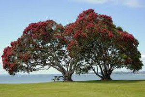 pohutukawa.jpg